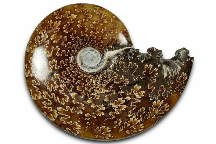 Polished Ammonite (Cleoniceras) Fossil - Madagascar #358449